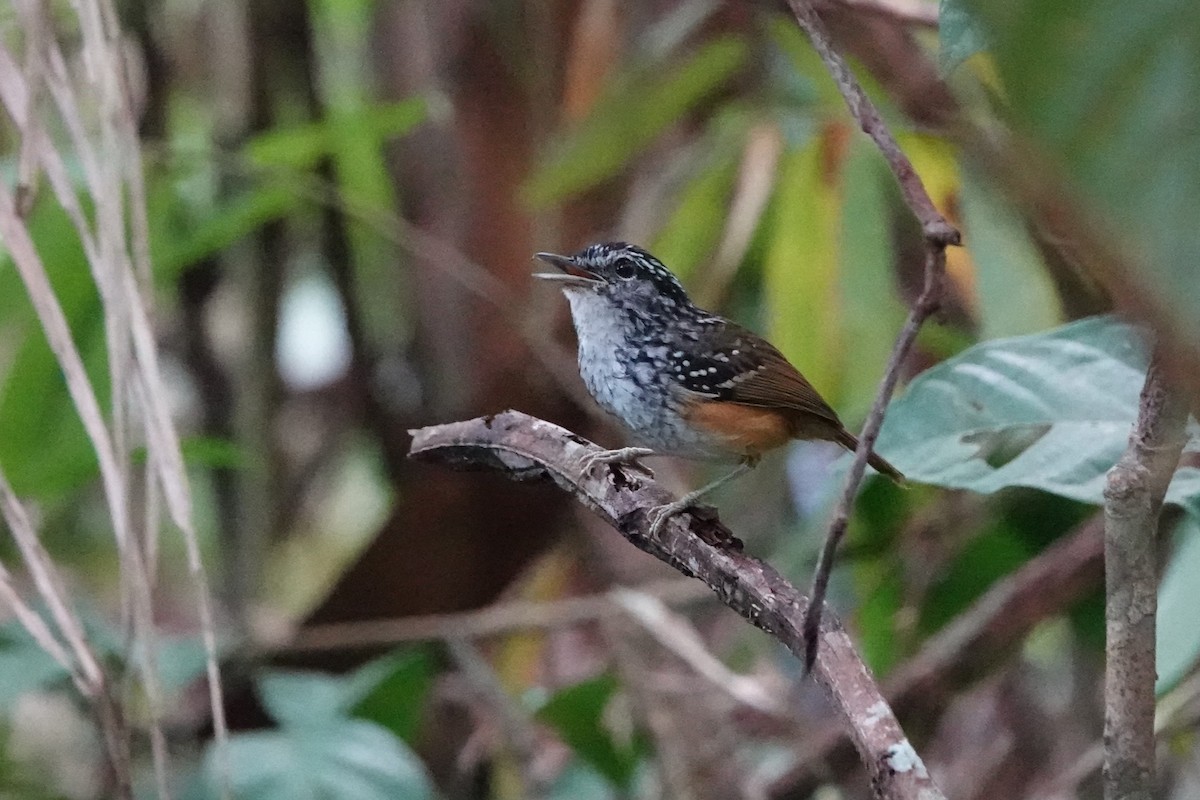 Manicore Warbling-Antbird - ML640057840