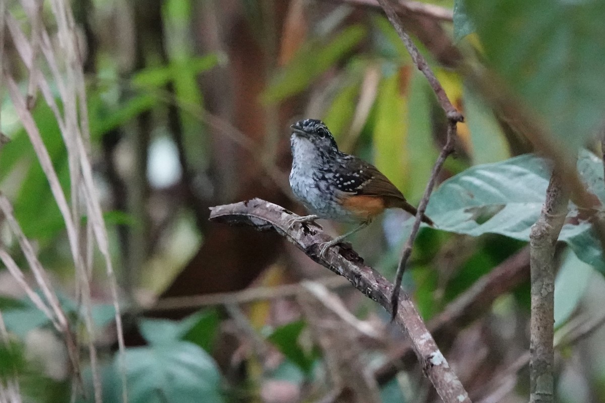Manicore Warbling-Antbird - ML640057847