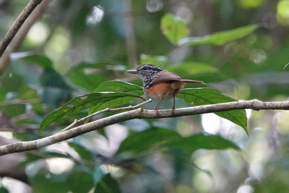 Manicore Warbling-Antbird - ML640057854