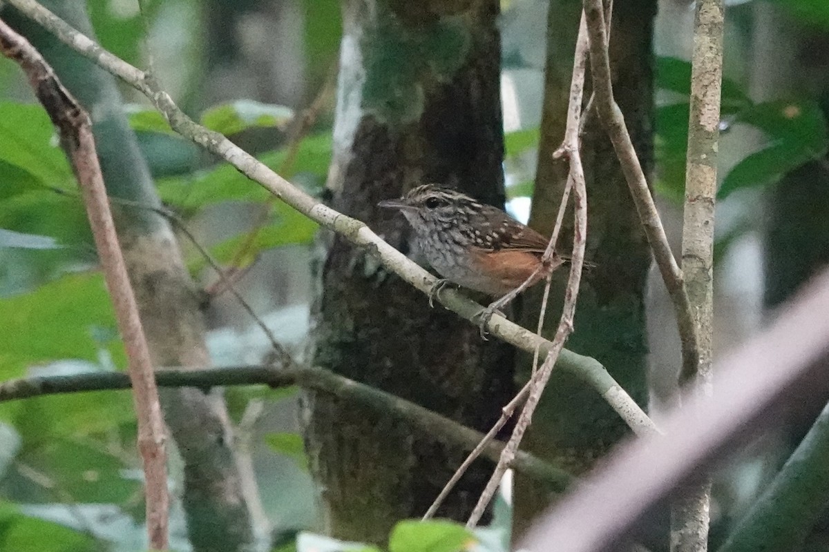 Manicore Warbling-Antbird - ML640057856