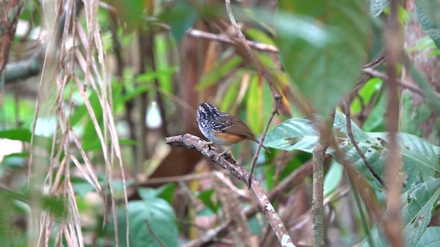 Manicore Warbling-Antbird - ML640057897