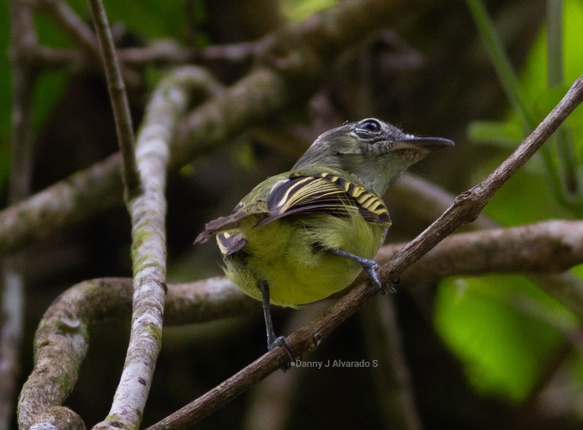 Yellow-winged Flatbill - ML640057898