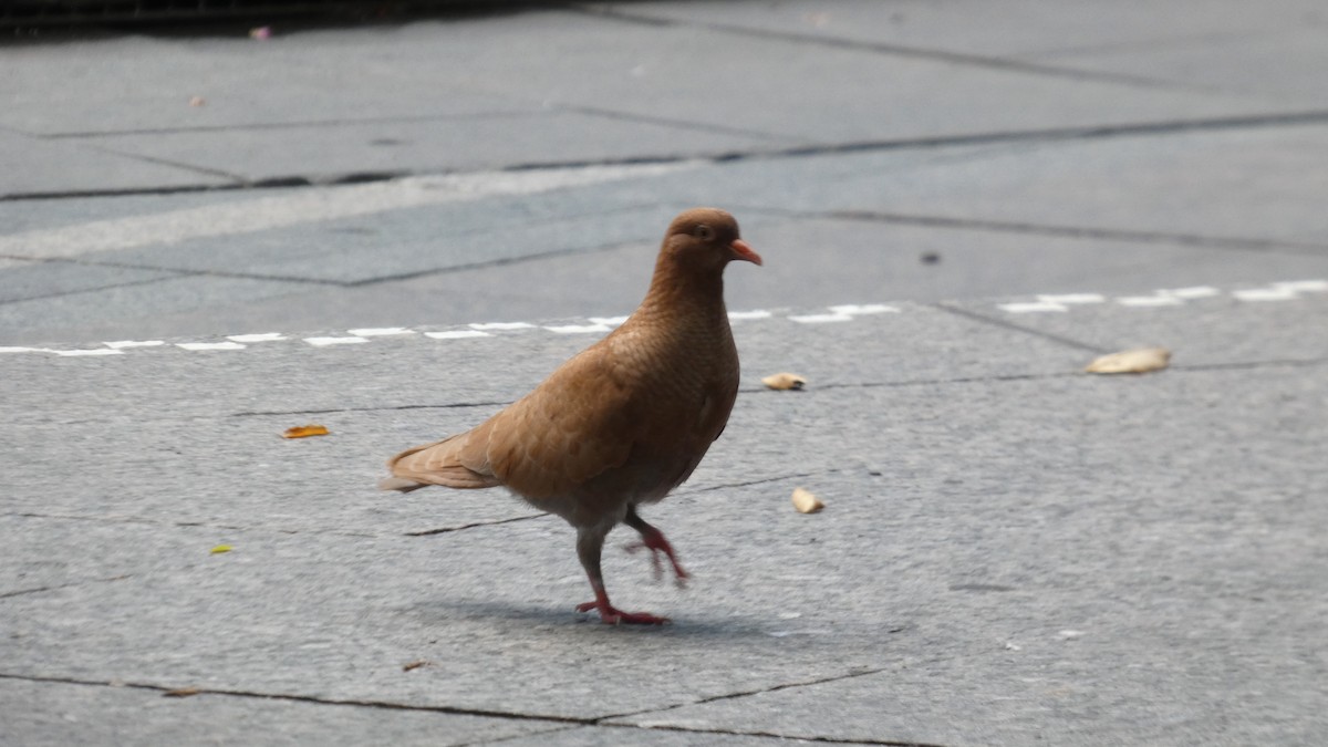 Pigeon biset (forme domestique) - ML640057899