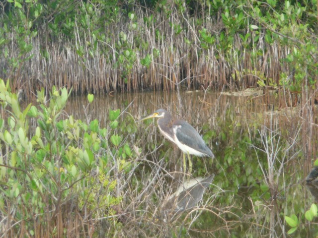Tricolored Heron - ML640058047