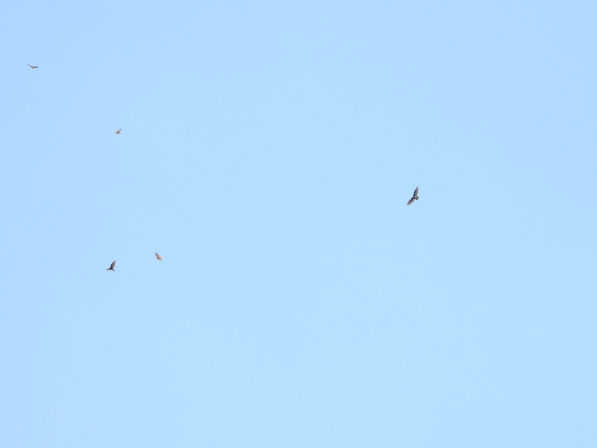 Turkey Vulture - ML640058056