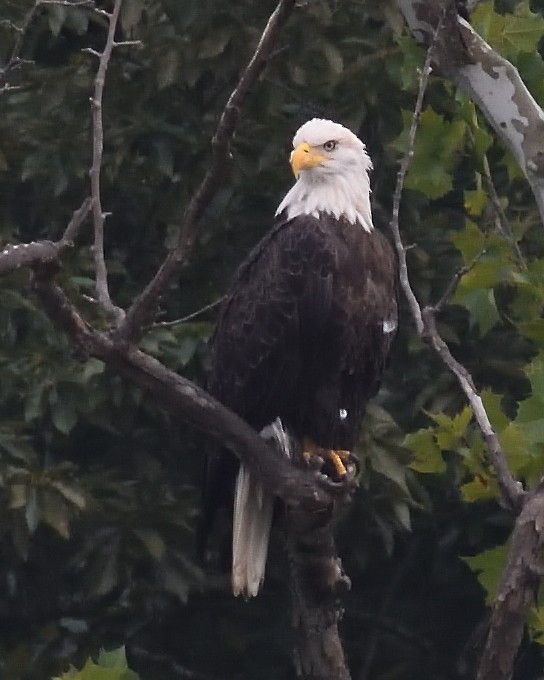 Bald Eagle - ML640058091