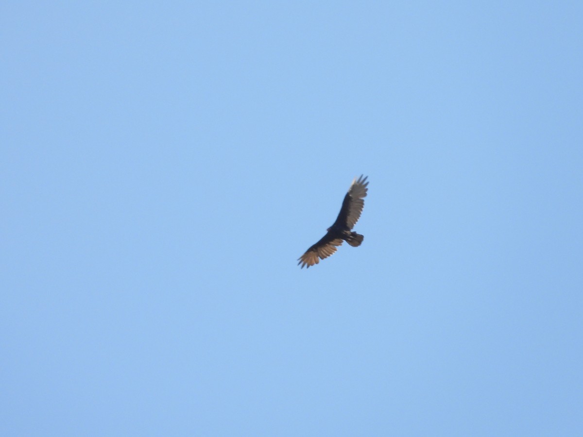 Turkey Vulture - ML640058254