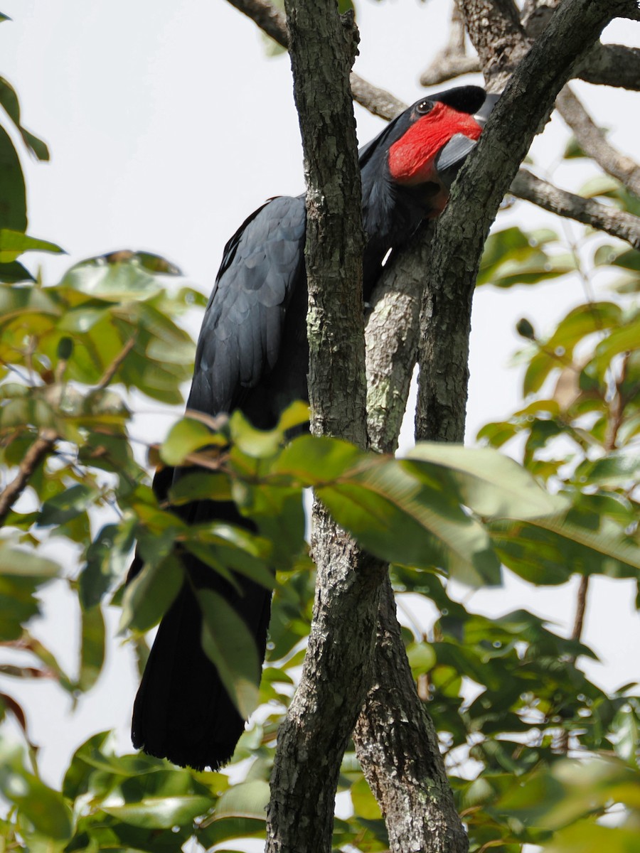 Cacatúa Enlutada - ML640058270
