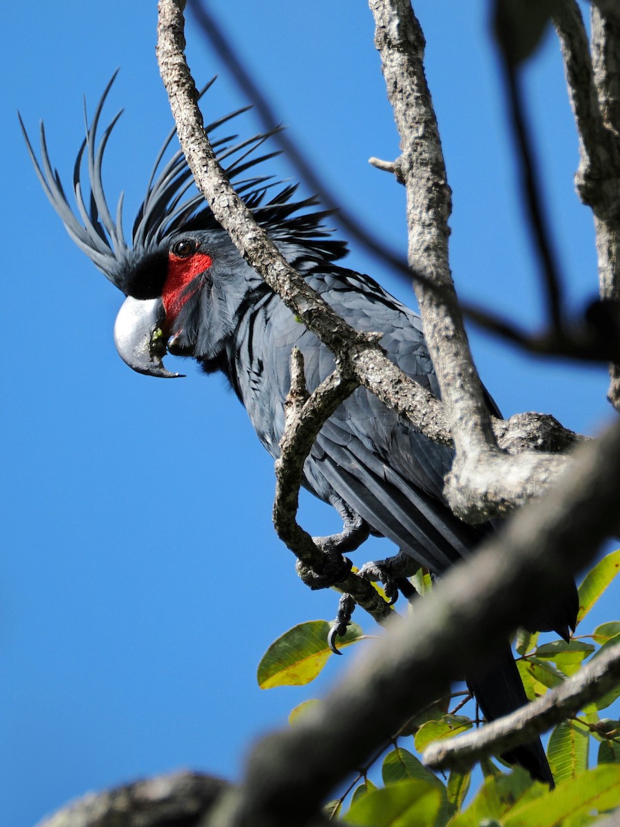 Cacatúa Enlutada - ML640058271