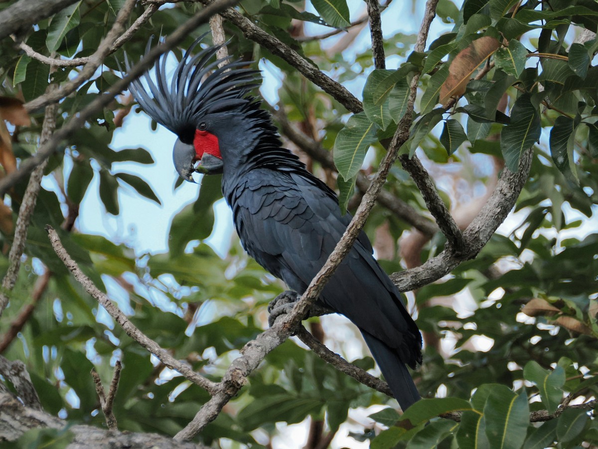 Cacatúa Enlutada - ML640058272