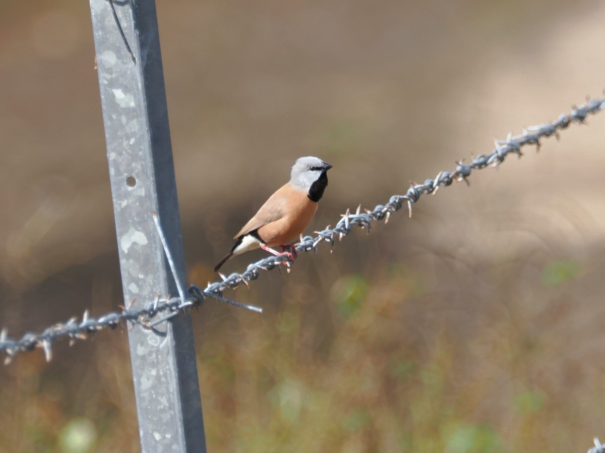 Black-throated Finch (Black-rumped) - ML640058300