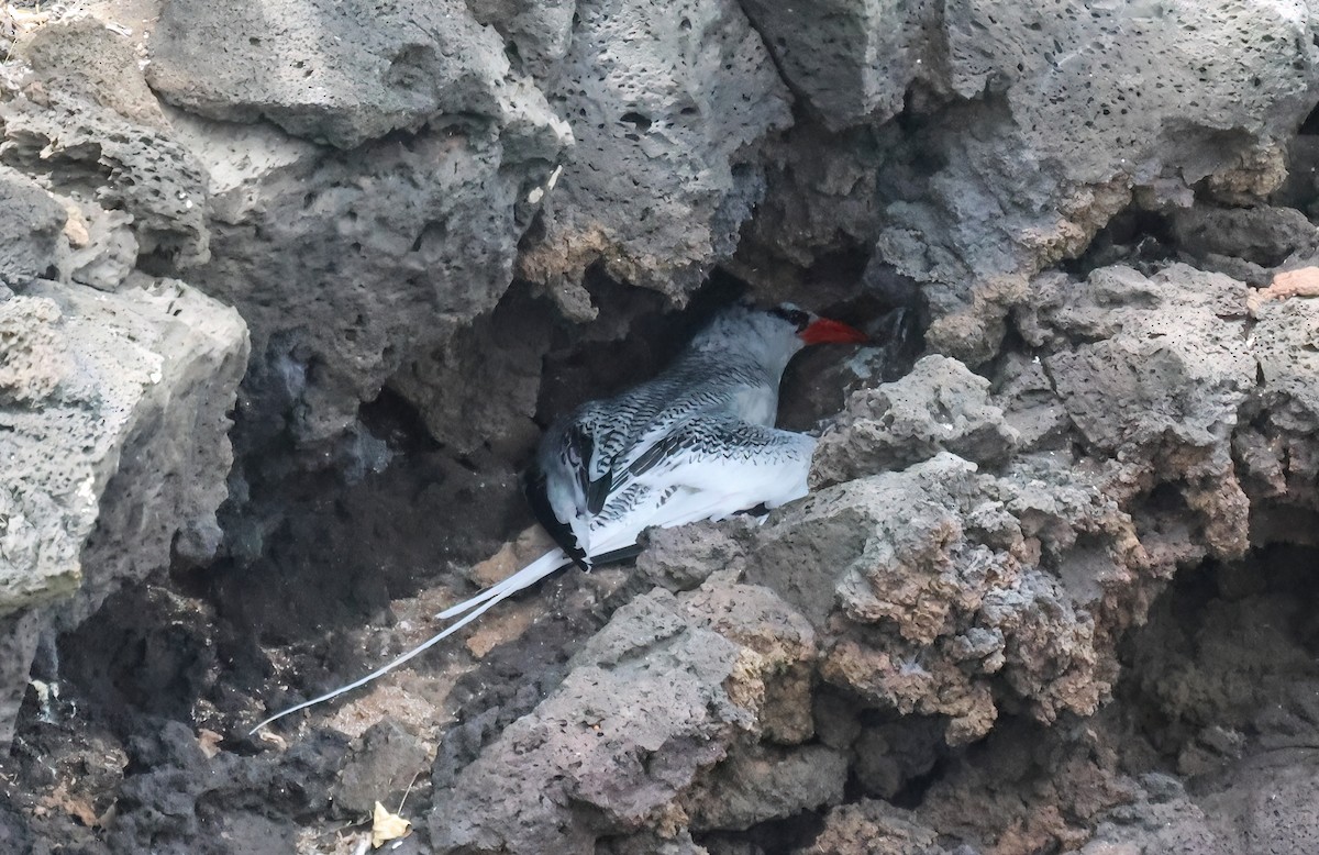 Rotschnabel-Tropikvogel - ML640058355