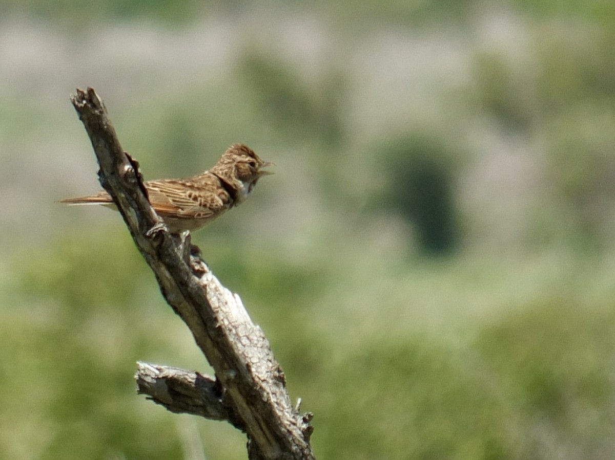 Monotonous Lark - ML640058372