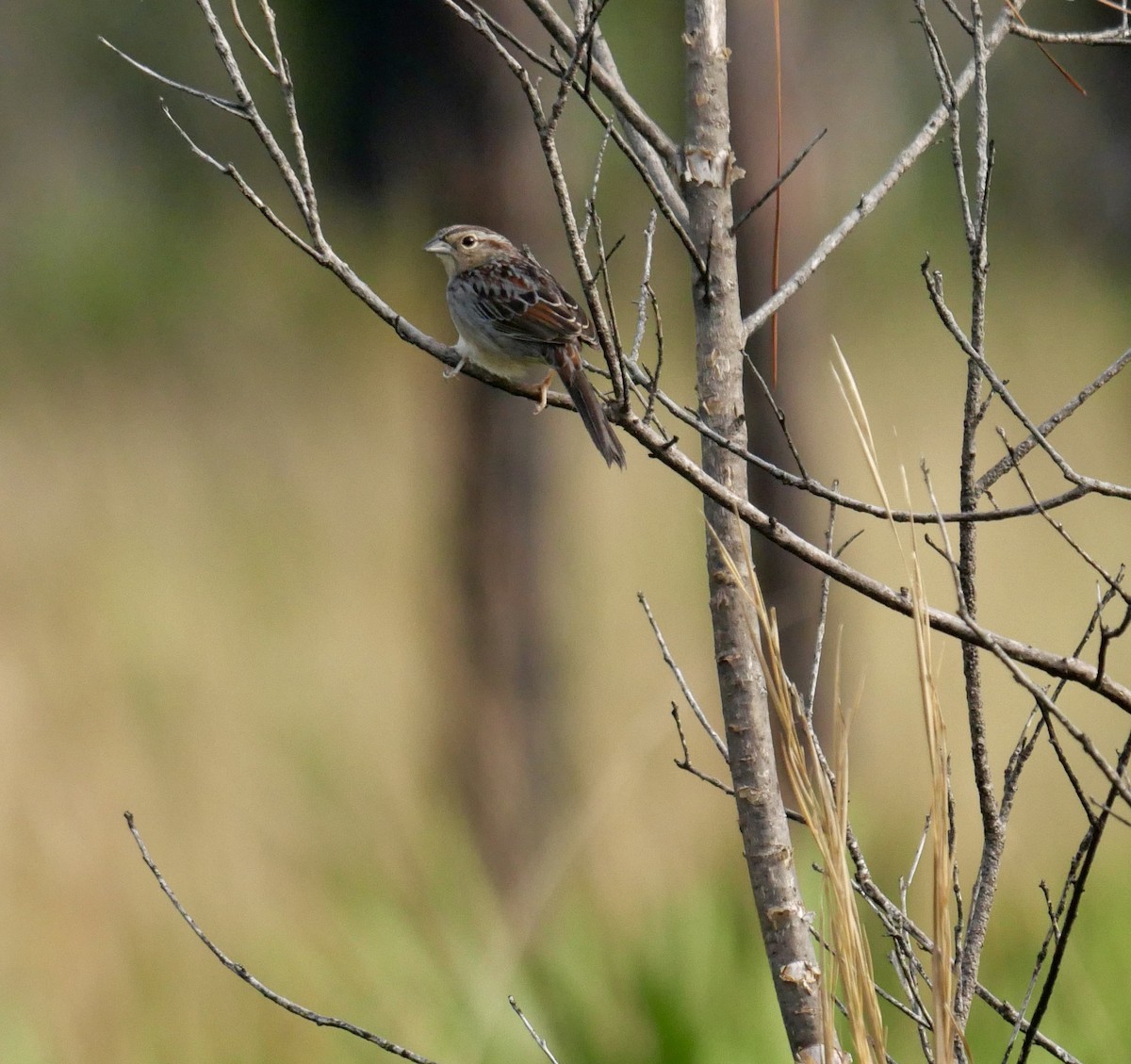 Bachman's Sparrow - ML640058411