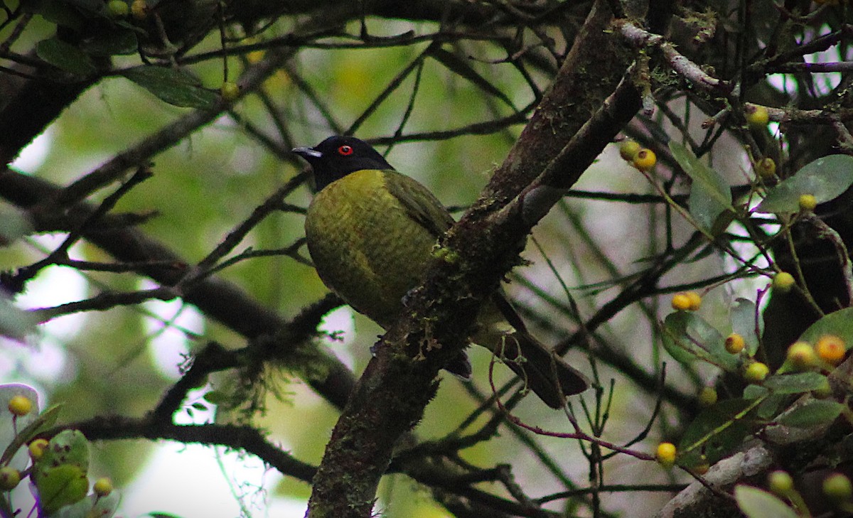 Black-headed Berryeater - ML640058427