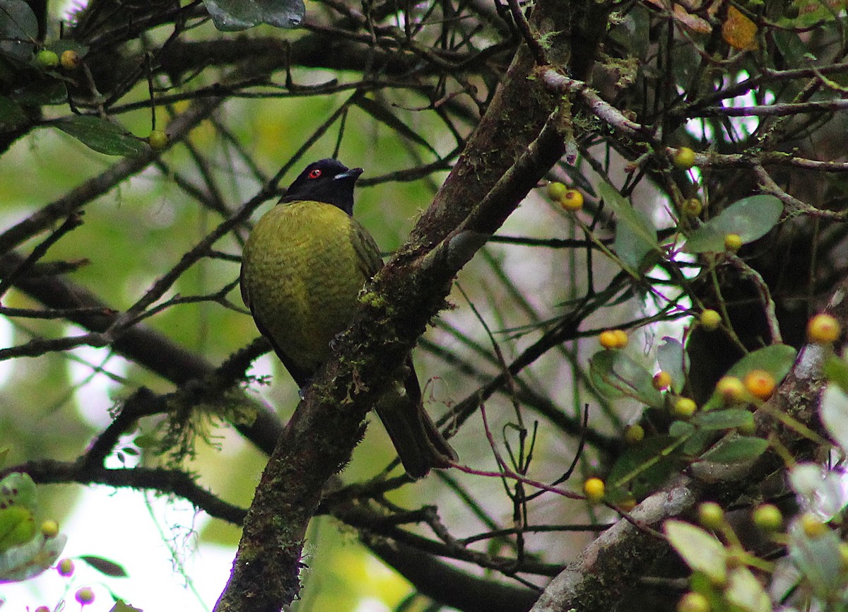 Black-headed Berryeater - ML640058428