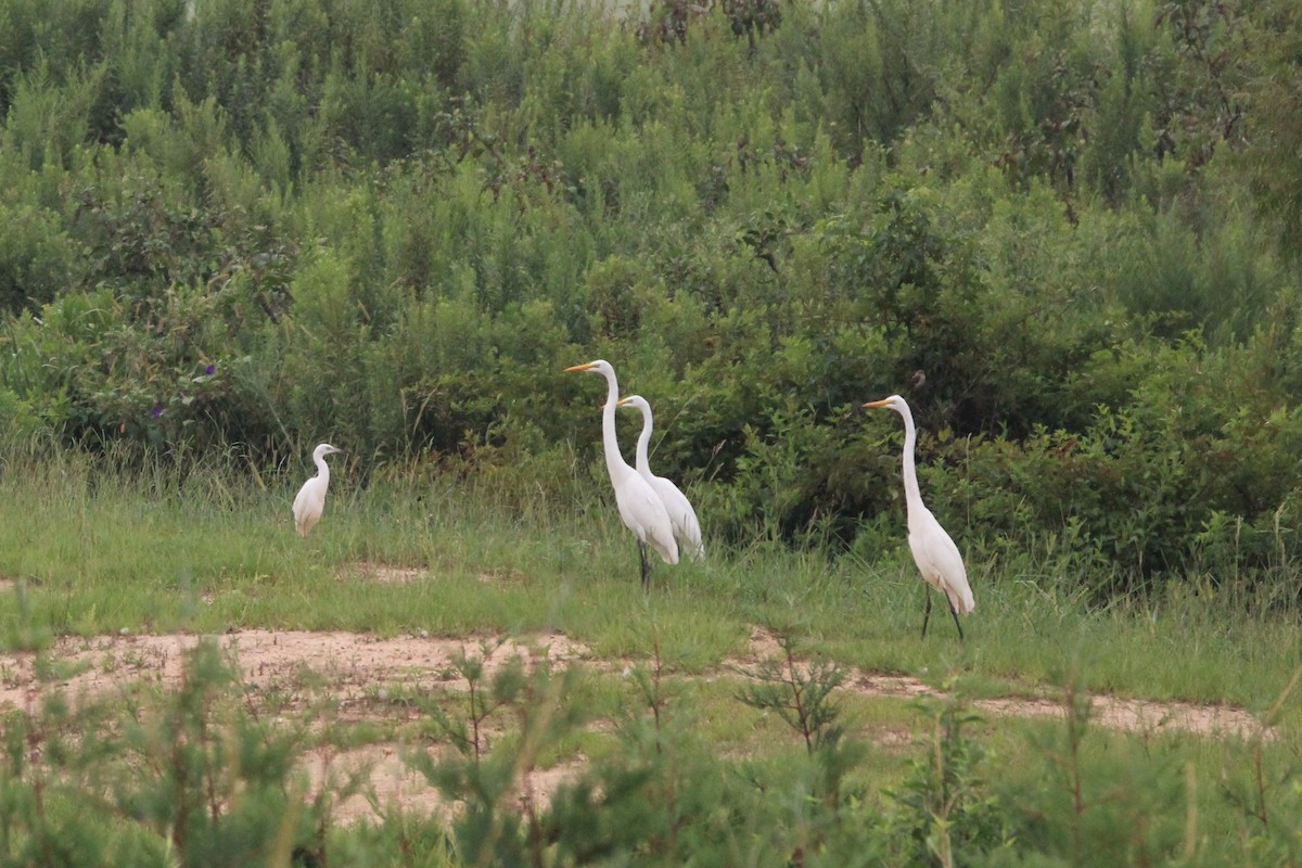 Great Egret - ML640058574