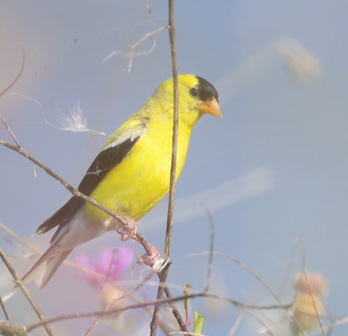 American Goldfinch - ML640058588