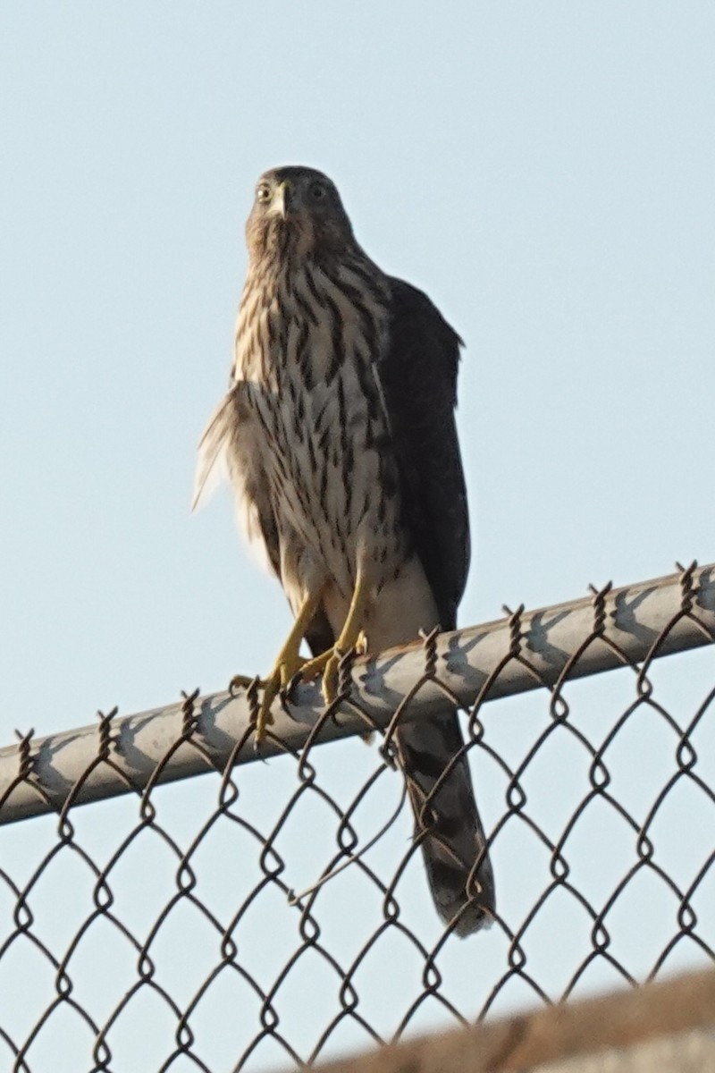 Cooper's Hawk - ML640058660