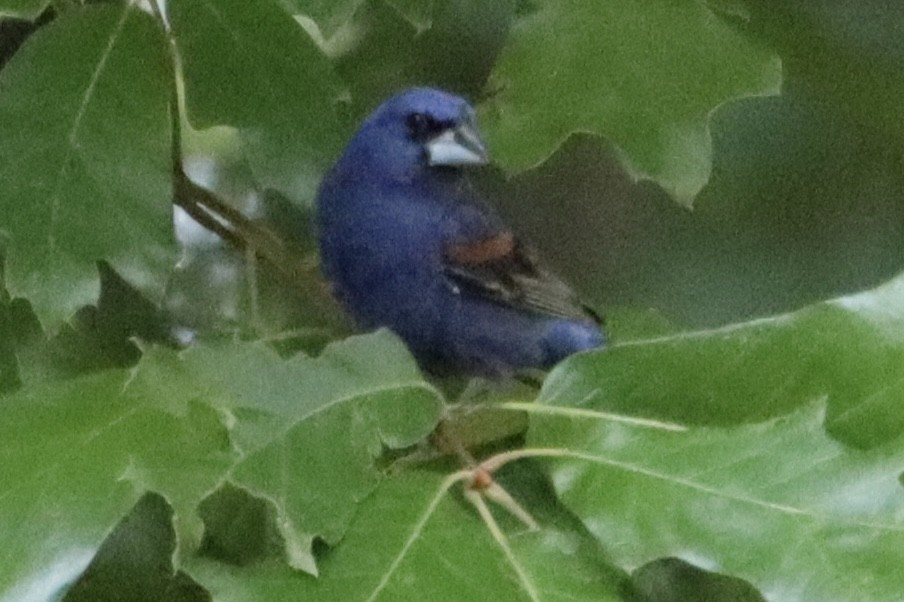 Blue Grosbeak - ML640058740