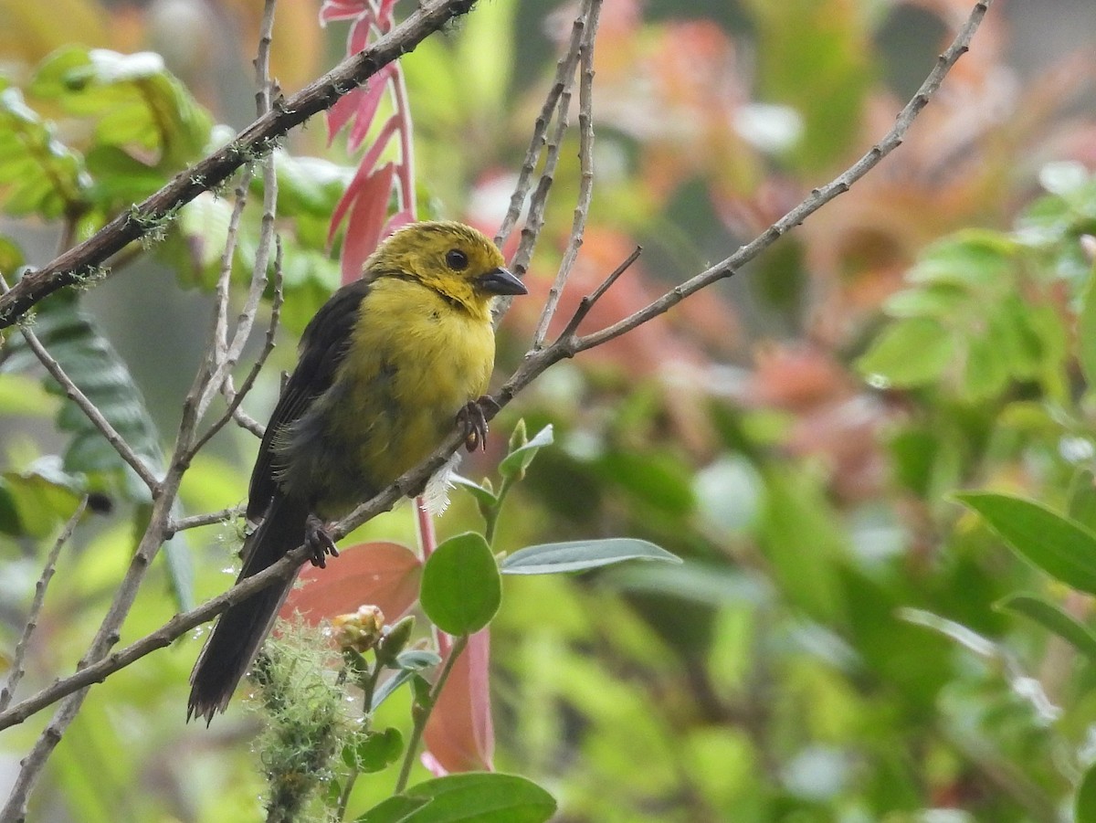 Yellow-headed Brushfinch - ML640058779