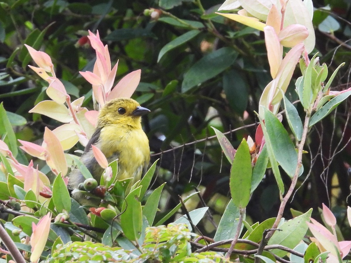Yellow-headed Brushfinch - ML640058787