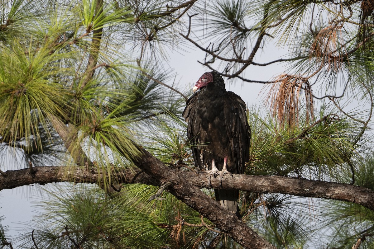 Turkey Vulture - ML640058856