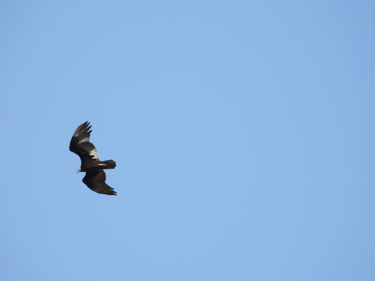 Turkey Vulture - ML640058947