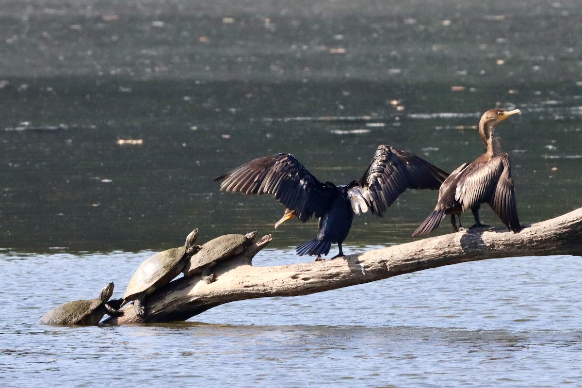 Double-crested Cormorant - ML640058978