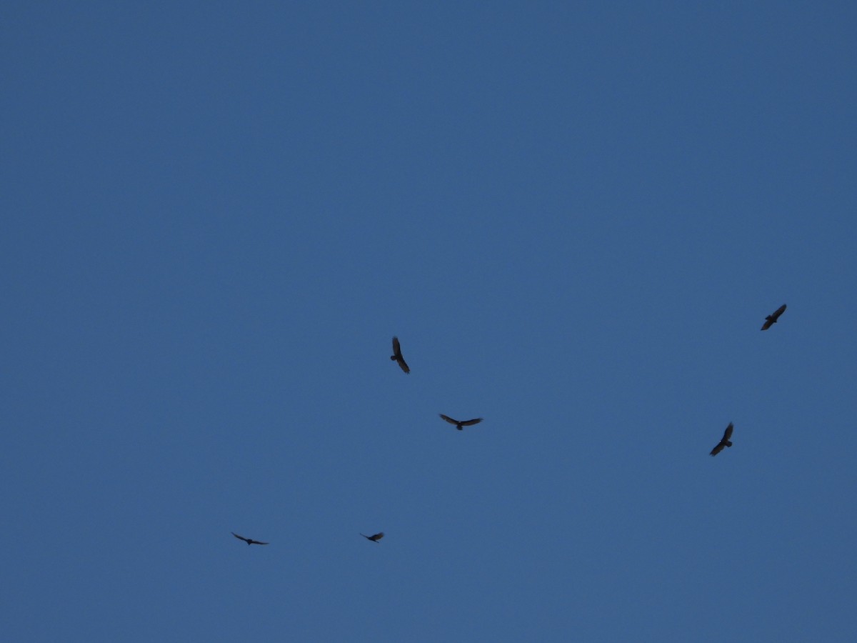 Turkey Vulture - ML640058980