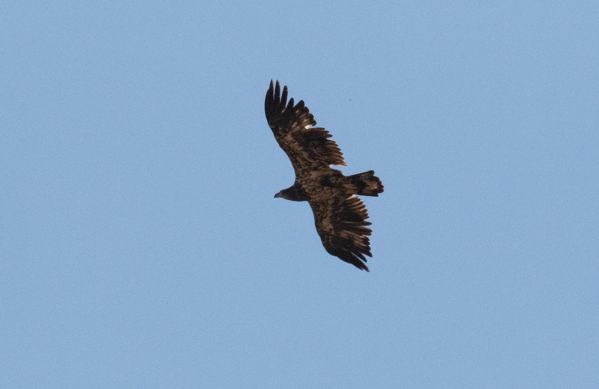 Bald Eagle - ML640058996