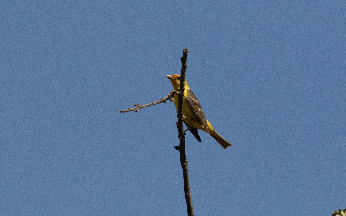 Western Tanager - ML640059014