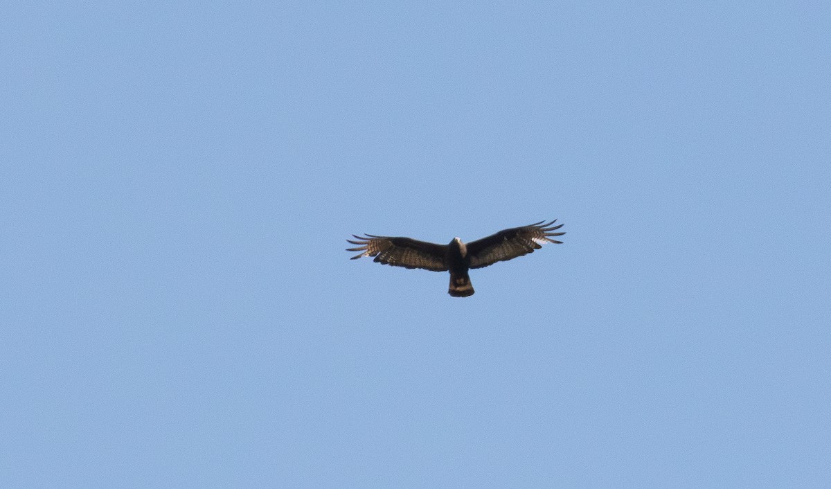Zone-tailed Hawk - ML640059025
