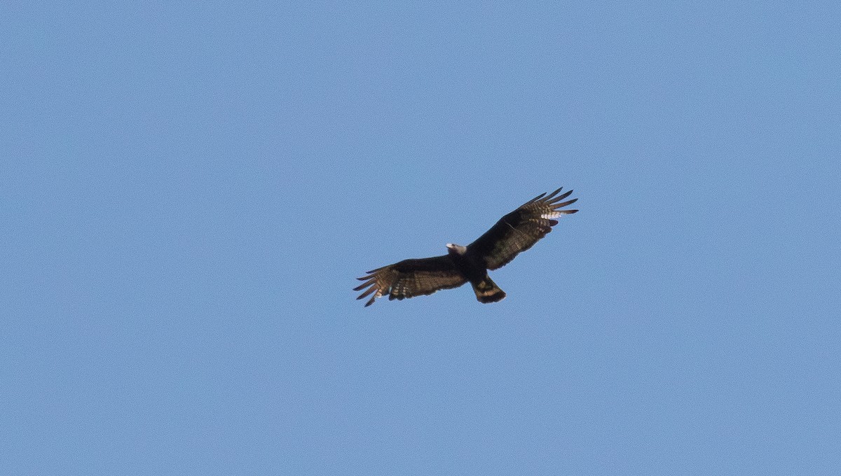 Zone-tailed Hawk - ML640059026