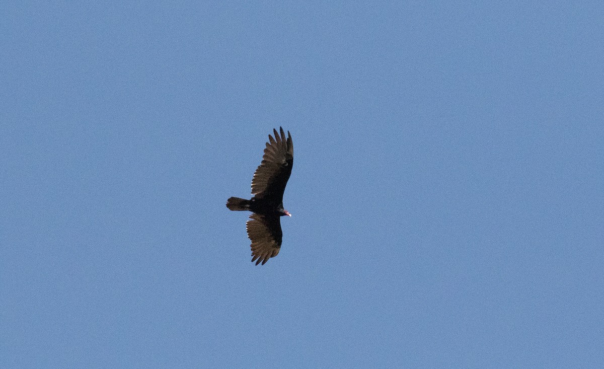 Turkey Vulture - ML640059042
