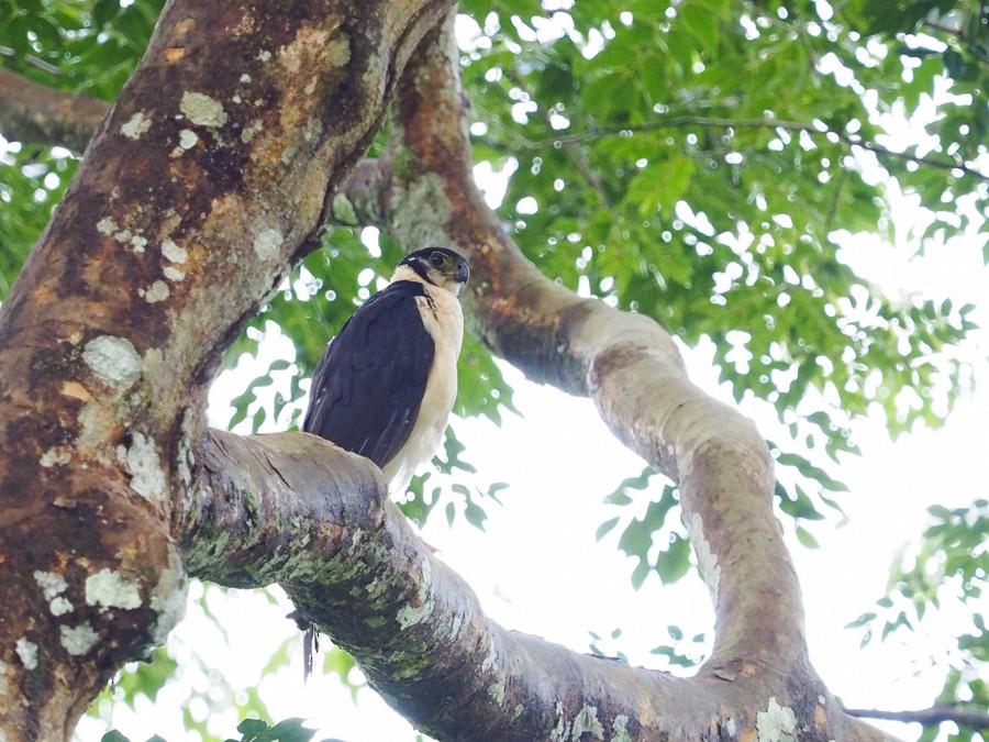 Collared Forest-Falcon - ML640059044