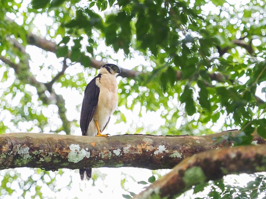 Collared Forest-Falcon - ML640059045