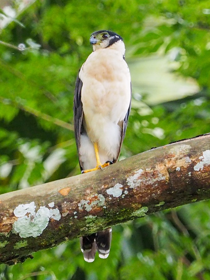 Collared Forest-Falcon - ML640059046
