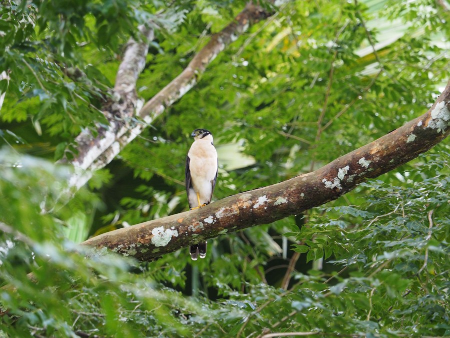 Collared Forest-Falcon - ML640059047
