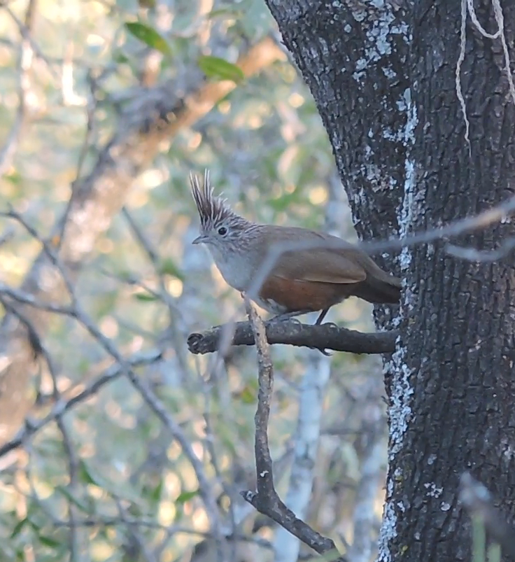 Crested Gallito - ML640059059
