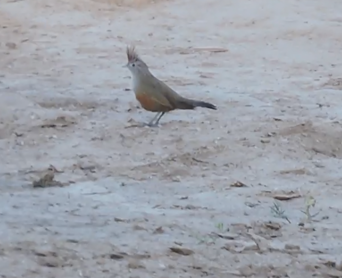Crested Gallito - ML640059060