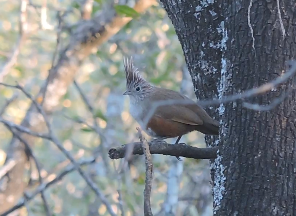 Crested Gallito - ML640059061