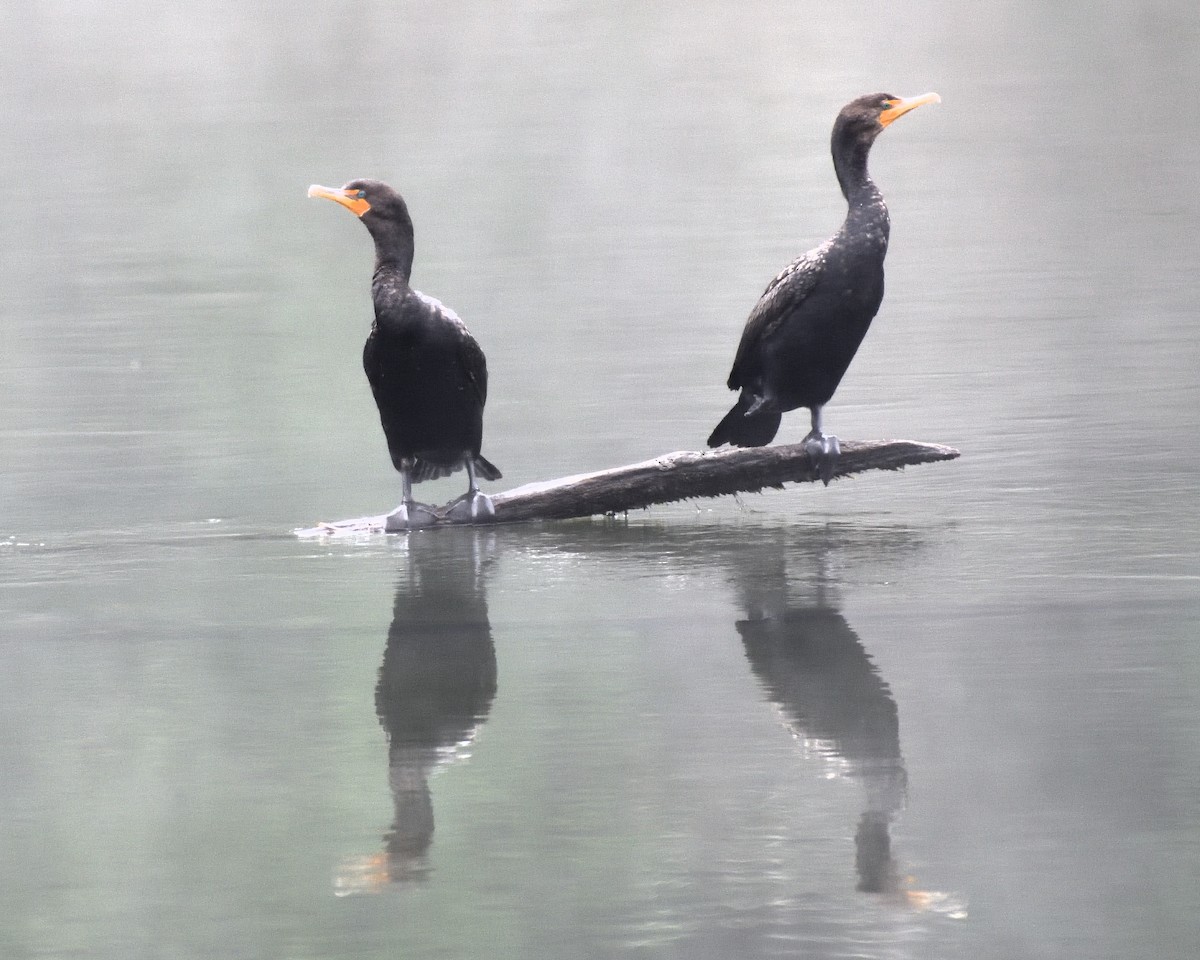 Double-crested Cormorant - ML640059072