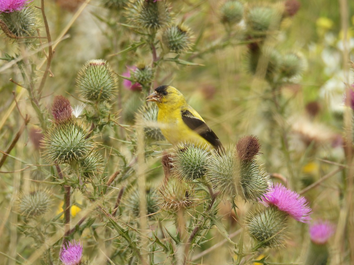 American Goldfinch - ML640059135