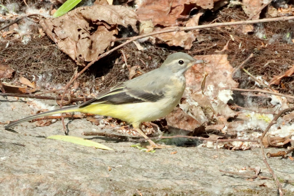 Gray Wagtail - ML640059146