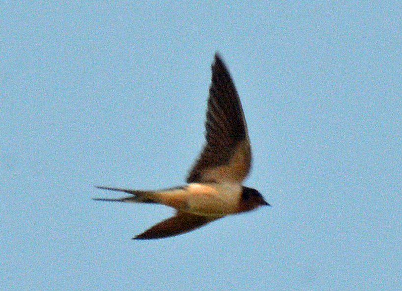 Enara arrunta (erythrogaster) - ML640059235