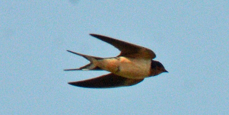 Enara arrunta (erythrogaster) - ML640059236