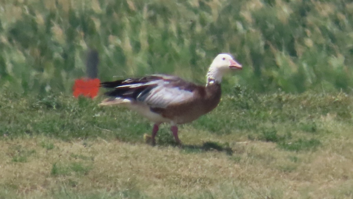 Цасны галуу - ML640059255