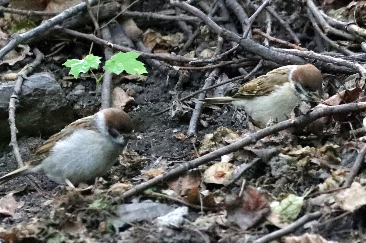 Eurasian Tree Sparrow - ML640059266