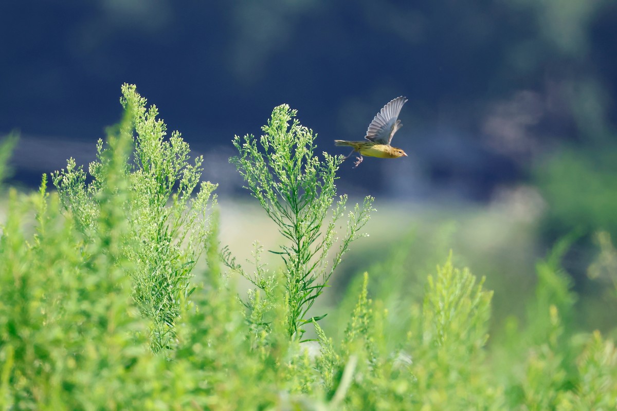 Bobolink - ML640059376